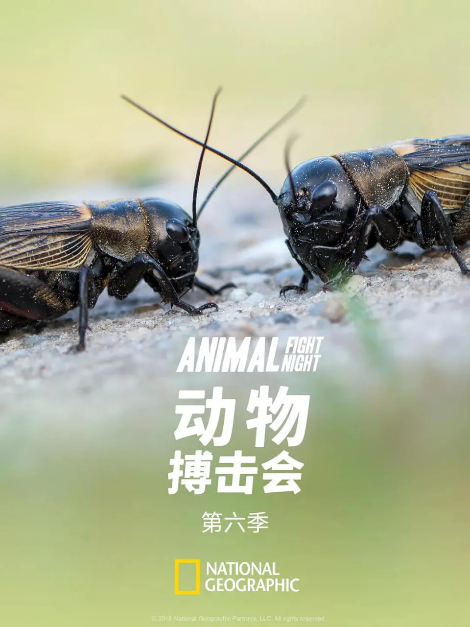 动物搏击会 第六季海报